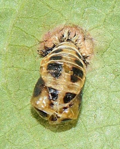Réf. 327 681 : Harmonia axyridis